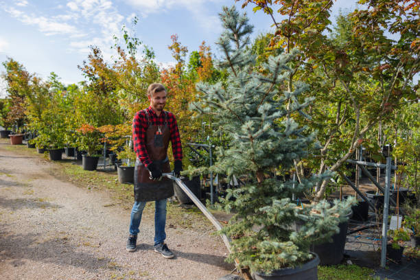 How Our Tree Care Process Works  in Dillsburg, PA